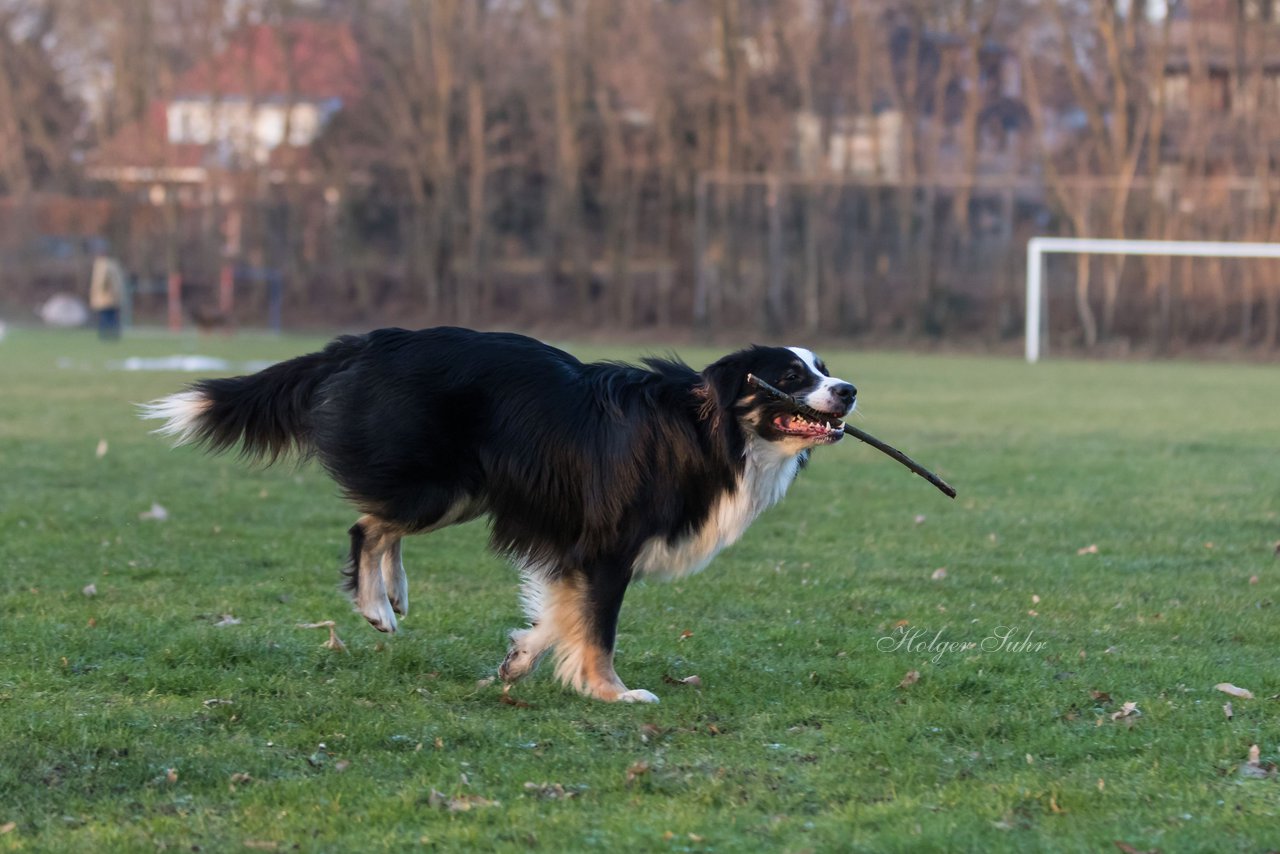 Bild 28 - Hundeshooting